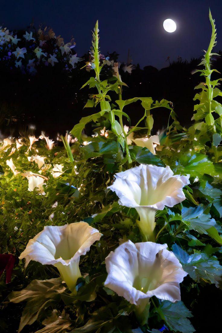 Whimsical Blooms of the Secret Orchard
